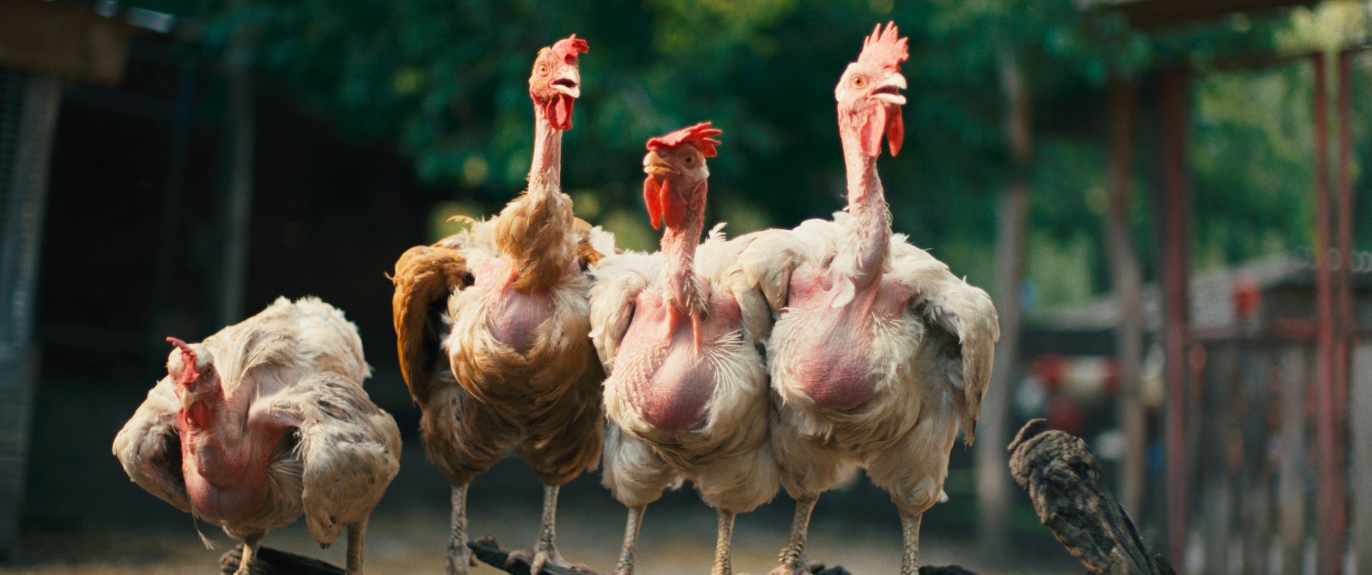 Film backdrop for Cinema Storck: Hen (Kota)